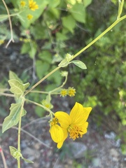 Bahiopsis triangularis