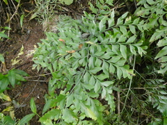 Asplenium dimorphum