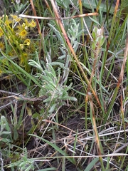 Leptorhynchos squamatus