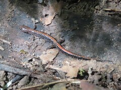 Plethodon serratus