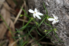 Jasminum simplicifolium