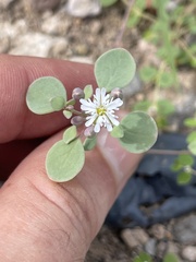 Drymaria holosteoides