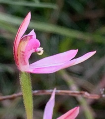 Caladenia