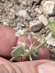 Drymaria holosteoides