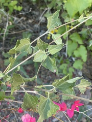 Bahiopsis triangularis