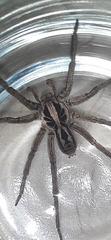 Lycosa erythrognatha