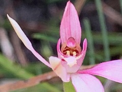 Caladenia