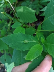 Neolasioptera impatientifolia