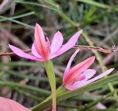 Caladenia