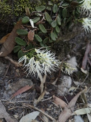 Dendrobium linguiforme