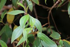 Melastoma malabathricum