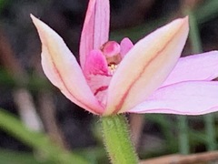 Caladenia