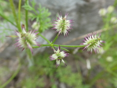 Daucus glochidiatus