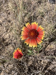 Gaillardia × grandiflora