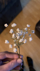Gypsophila paniculata
