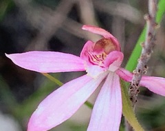 Caladenia