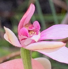 Caladenia