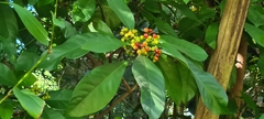 Psychotria asiatica