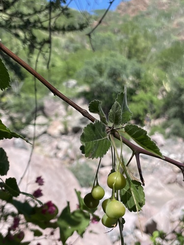 Bursera epinnata (Bursera epinnata)