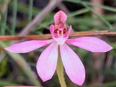 Caladenia