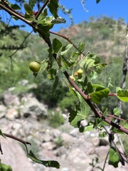 Bursera epinnata