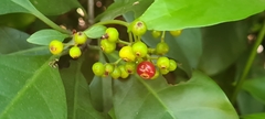 Psychotria asiatica