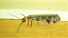 Archichauliodes guttiferus