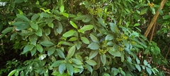Psychotria asiatica