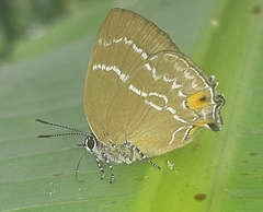 Cupathecla cupentus