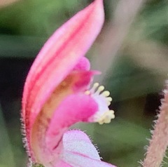 Caladenia