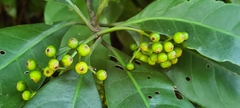 Psychotria asiatica