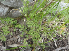 Daucus glochidiatus