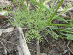 Daucus glochidiatus