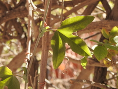 Passiflora tucumanensis