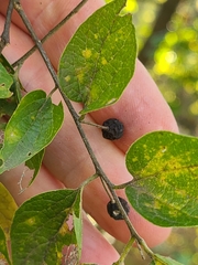Celtis tenuifolia