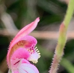Caladenia