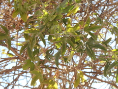Passiflora tucumanensis