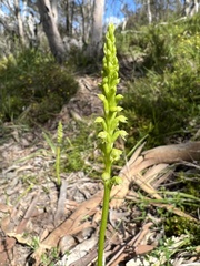 Microtis arenaria