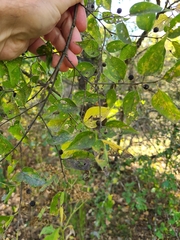 Celtis tenuifolia
