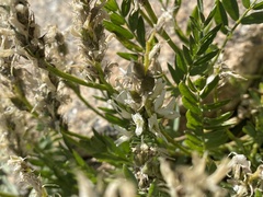 Galegeae