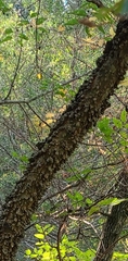 Celtis tenuifolia