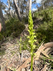 Microtis arenaria