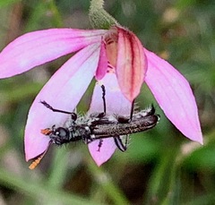 Caladenia