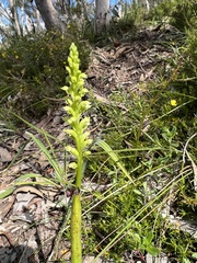 Microtis arenaria