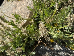 Galegeae