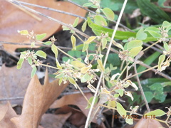 Croton