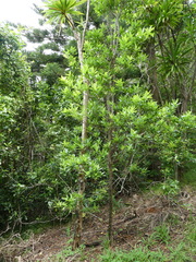 Pittosporum bracteolatum