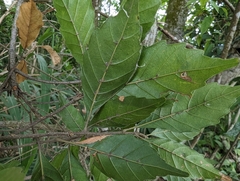 Lithocarpus konishii