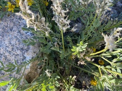 Galegeae