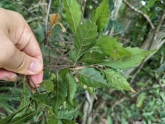 Lithocarpus konishii